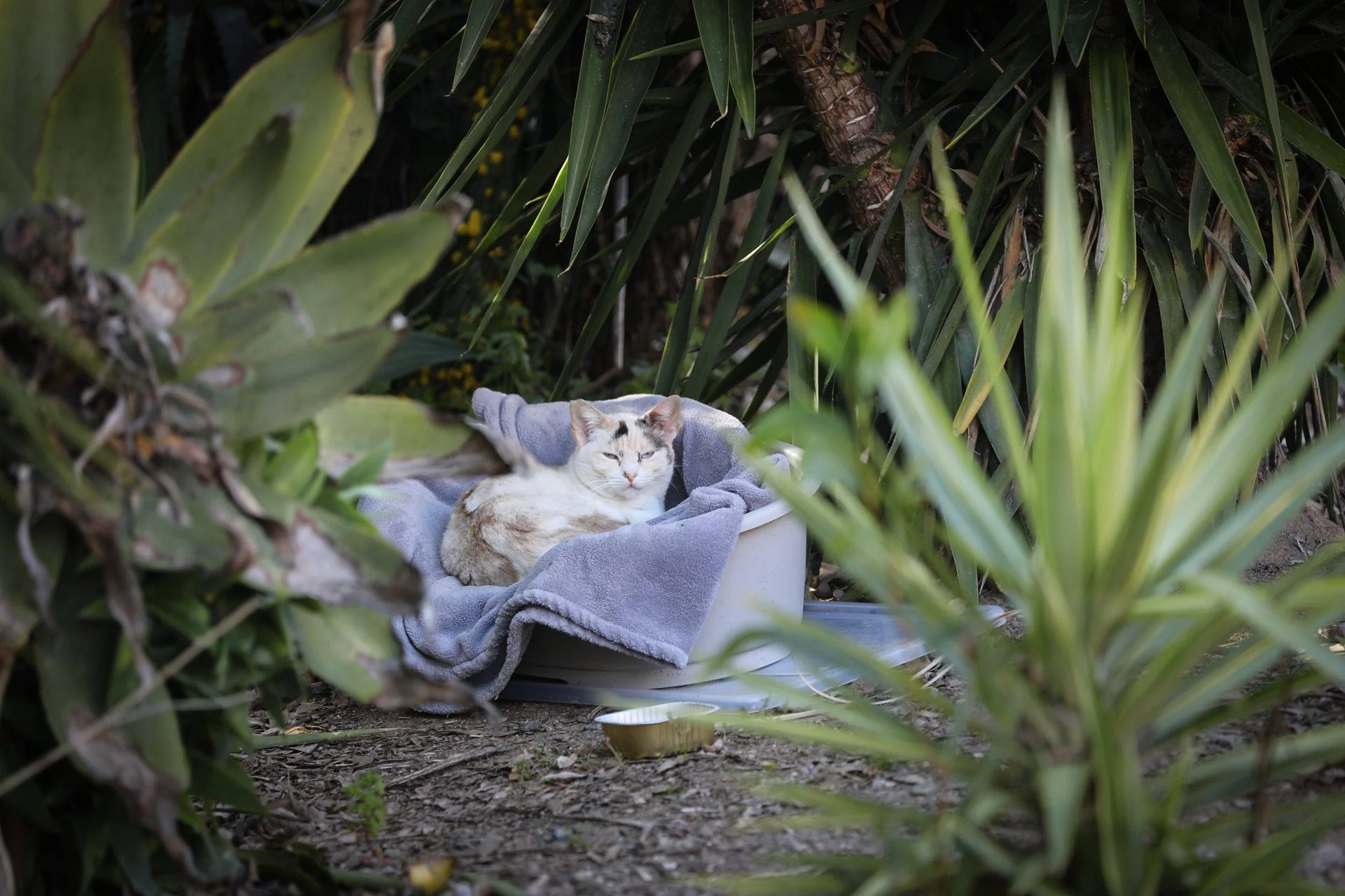 En katt ligger i en kurv mellom grønne planter i veikanten.