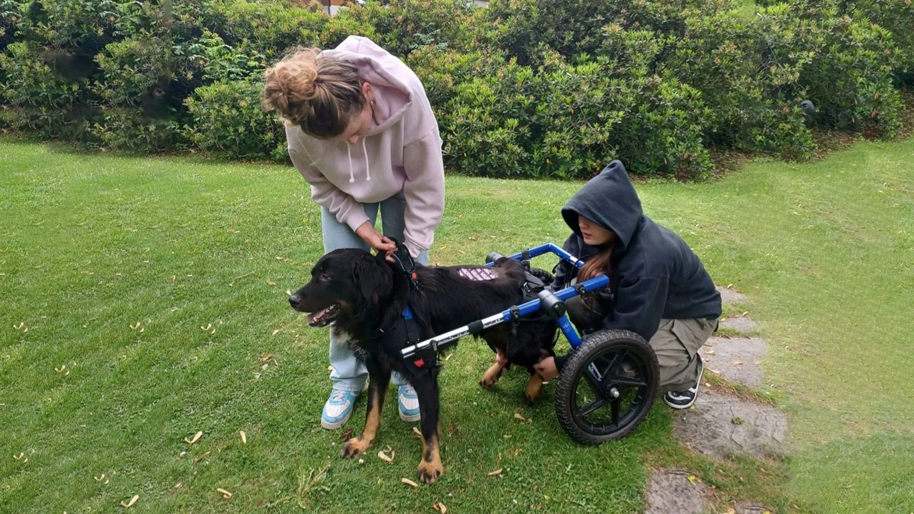To unge personer hjelper en hund som har en støttevogn med hjul for bakbeina.