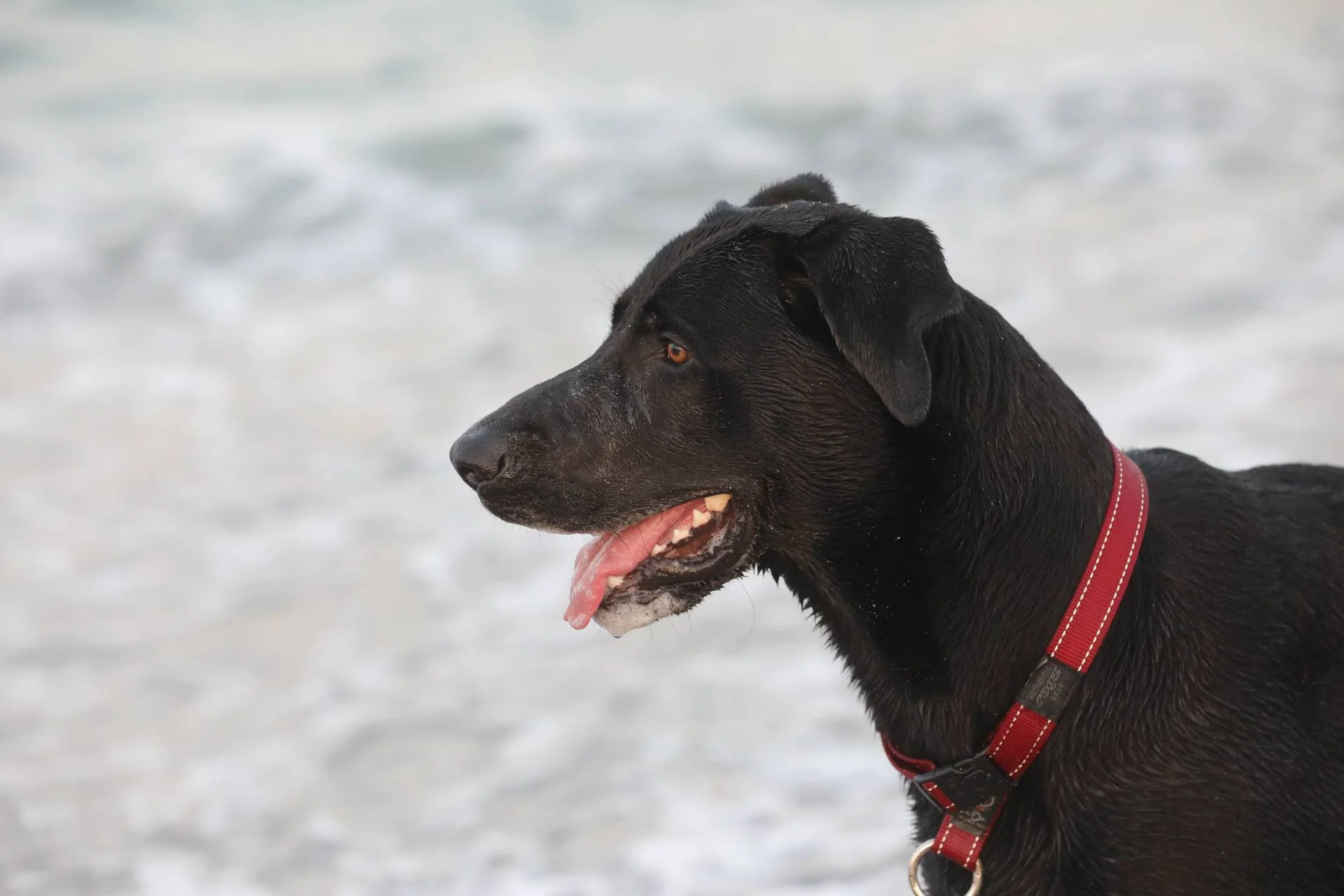 Svart hund med rødt halsbånd, hode og nakke sett i profil. Sjøen i bakgrunnen.