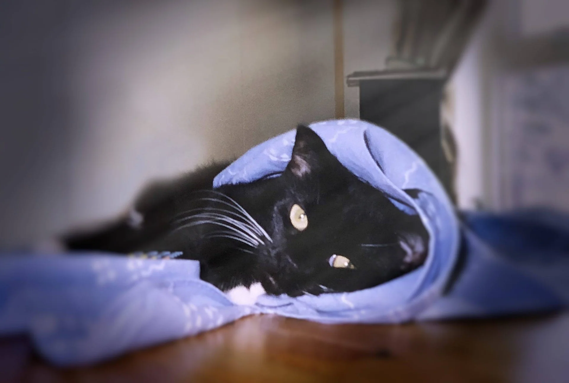 En svart katt ligger delvis under en blå duk.