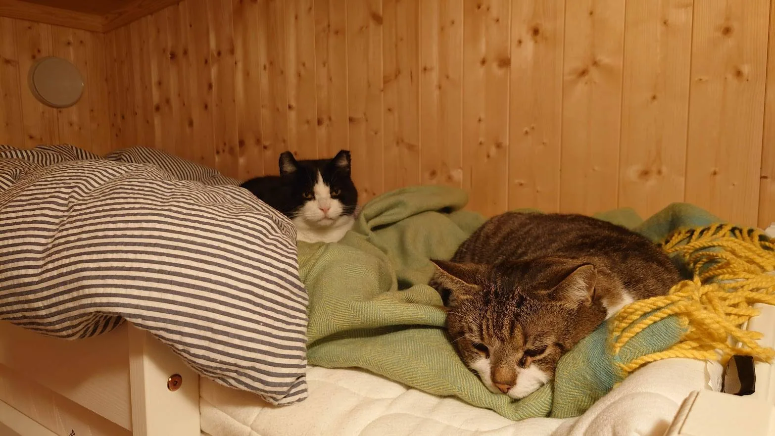To katter ligger i en seng