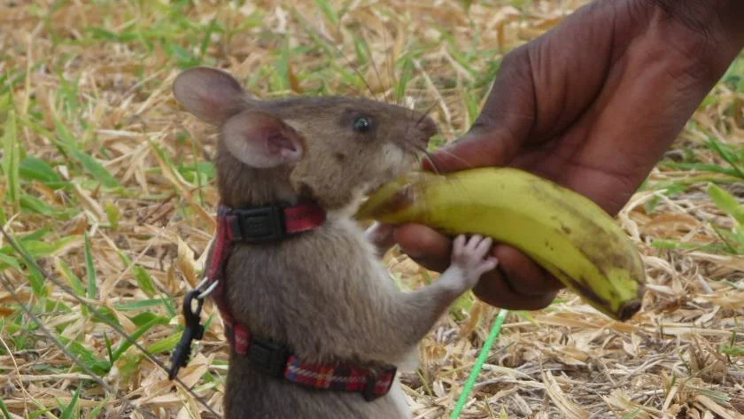 Gambisk hamsterrotte som får en banan i belønning.