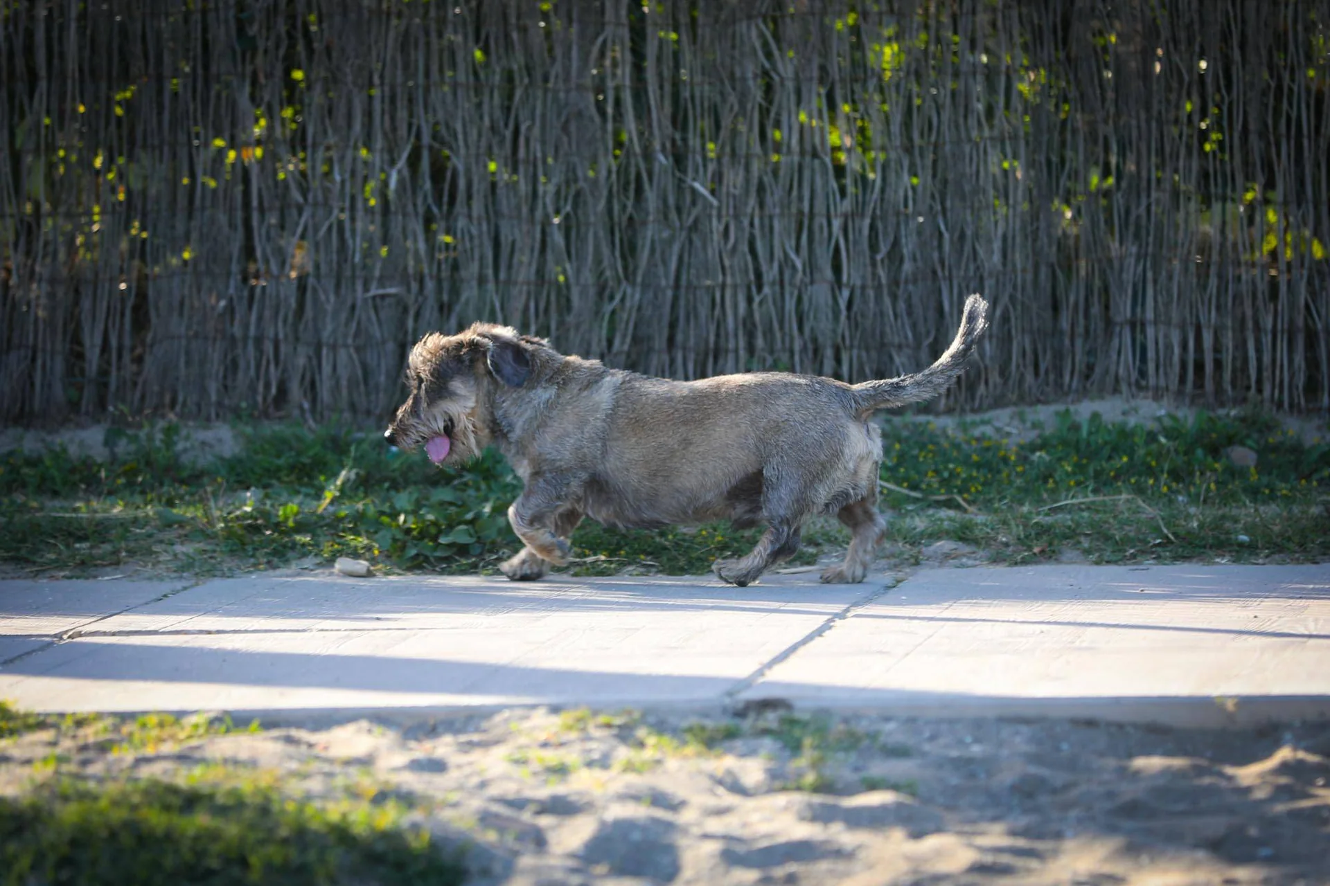 En liten, grå hund løper langs en sti ved et sivgjerde.