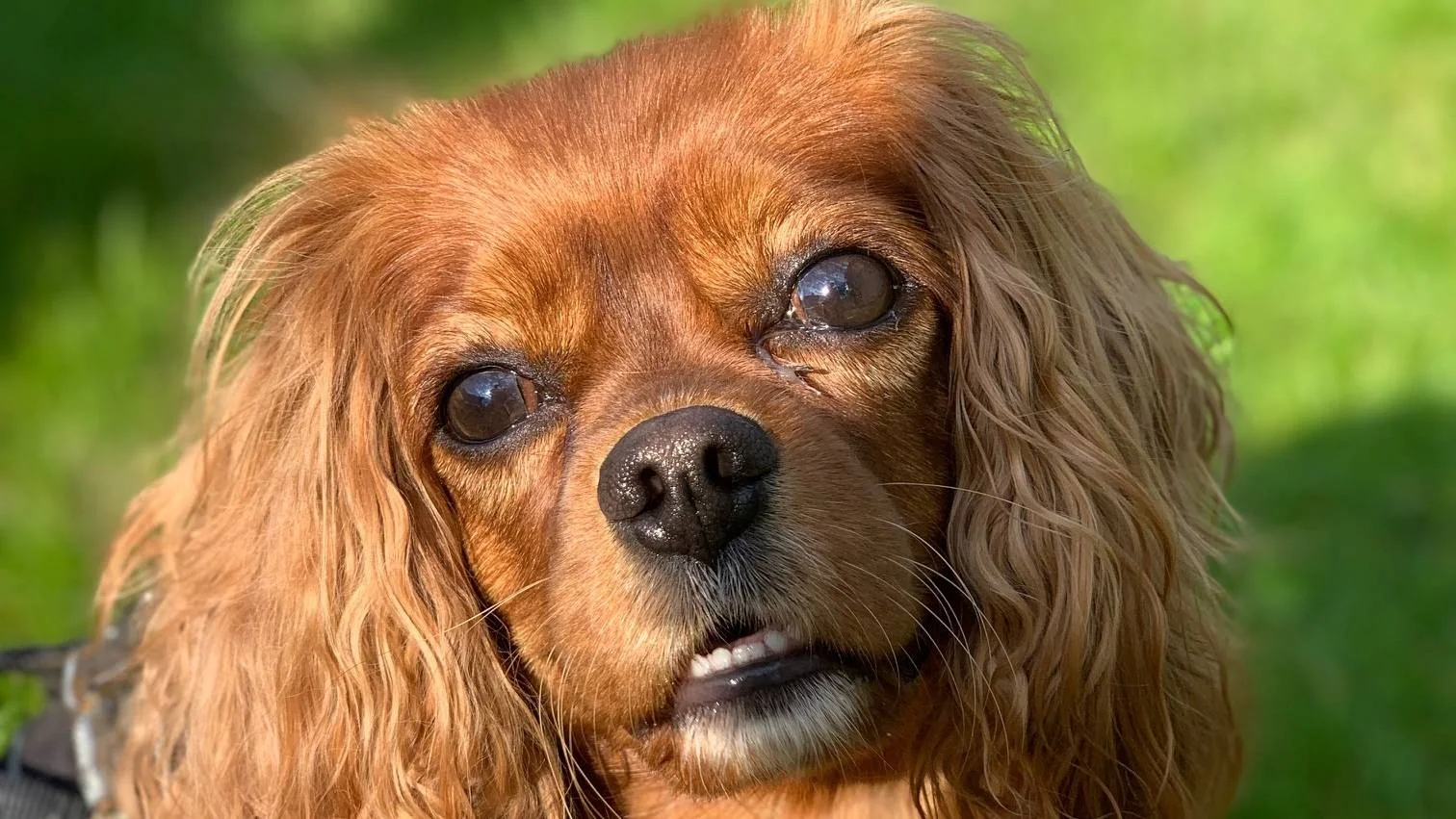 Nærbilde av en brun hund med lange, hengende ører.
