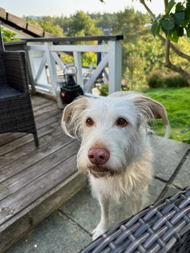 Mila - en strihåret, hvit podenco, ser inn i kameraet. Hunden er ute på en veranda.
