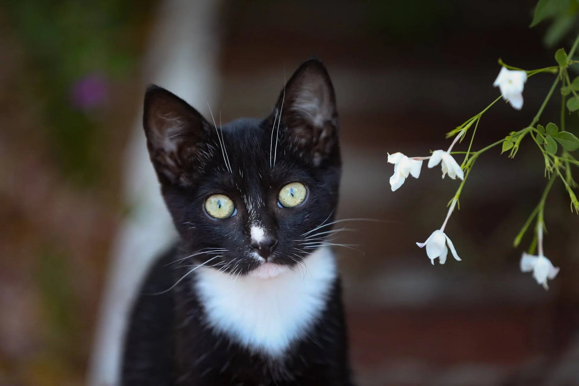 Svart og hvit kattunge som sitter ved siden av en busk med hvite blomster