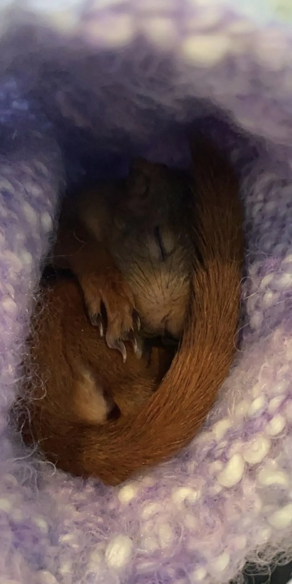 Ekornunge som sover i ullposen sin.