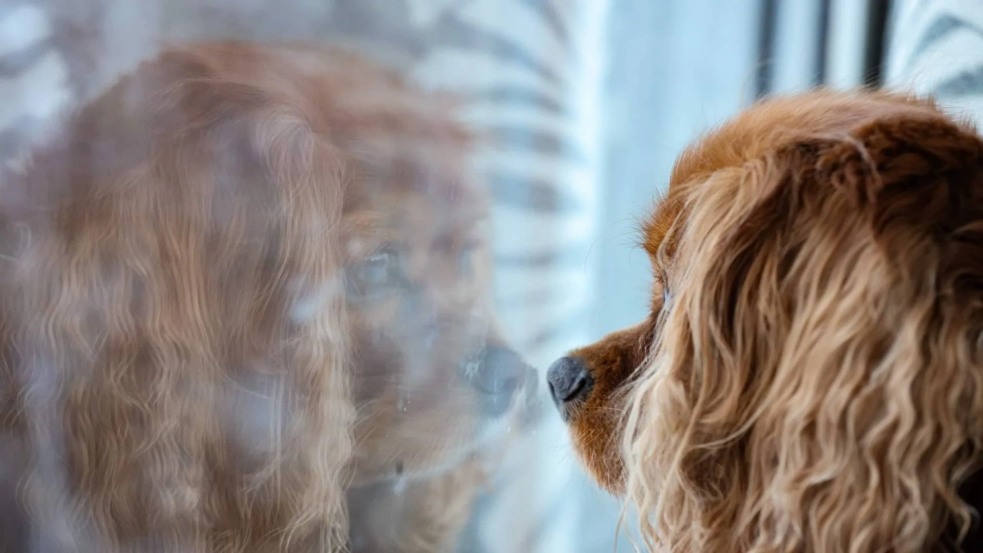 Brun hund som ser ut av et vindu. Refleksjonen av hunden vises i vinduet.