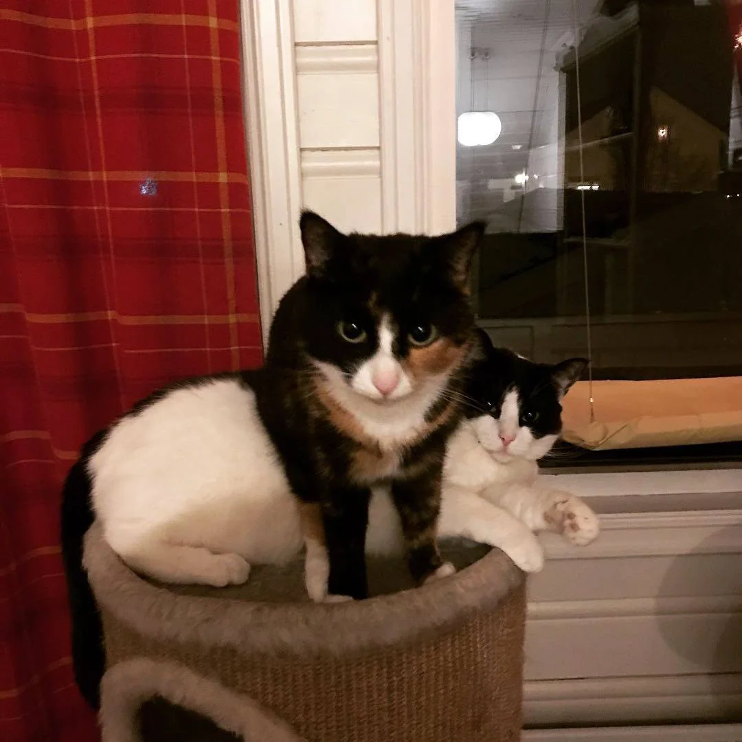 To svarte og hvite katter ligger på et klorestativ ved et vindu.