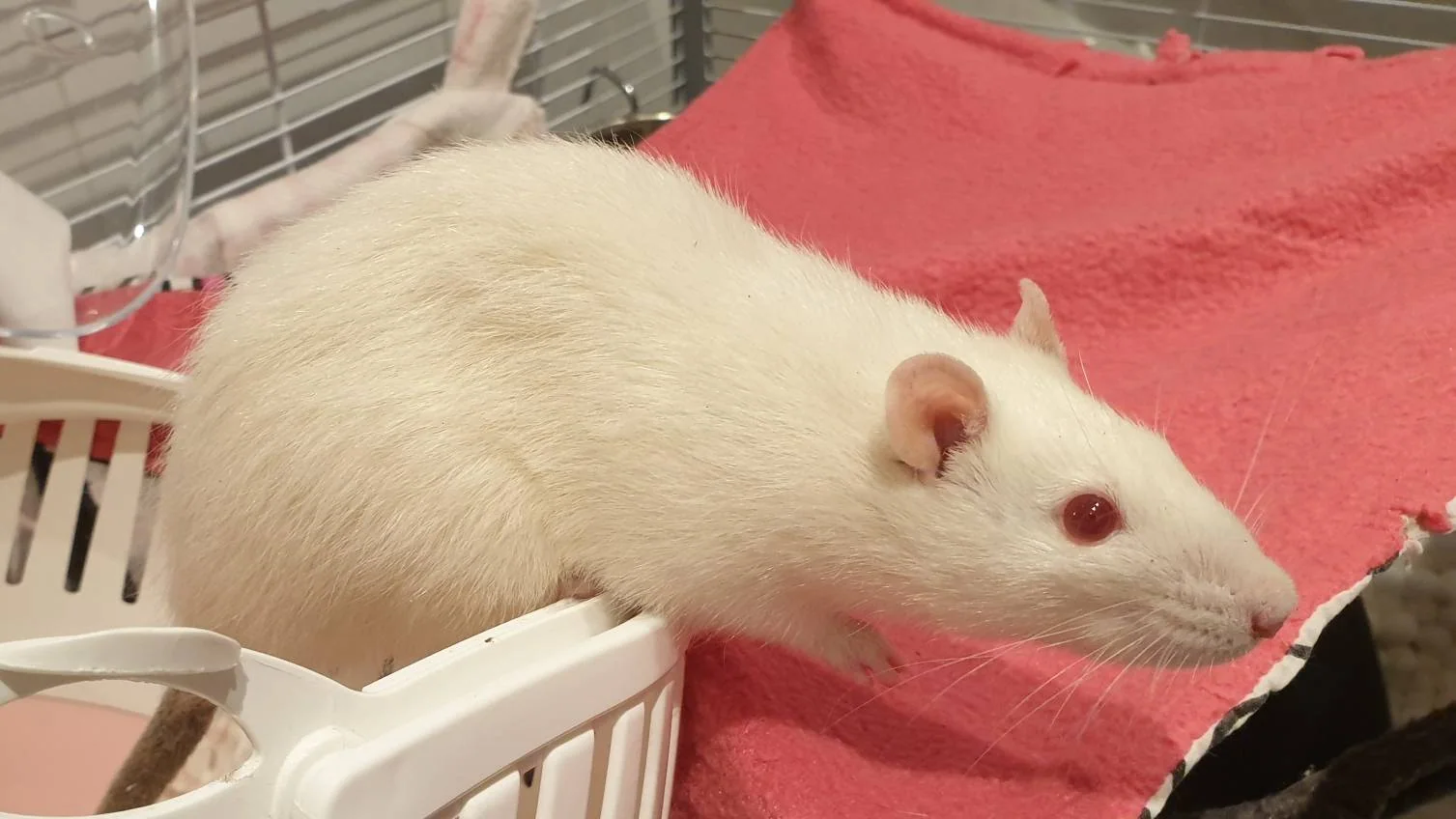 Hvit tamrotte på et rosa pledd.
