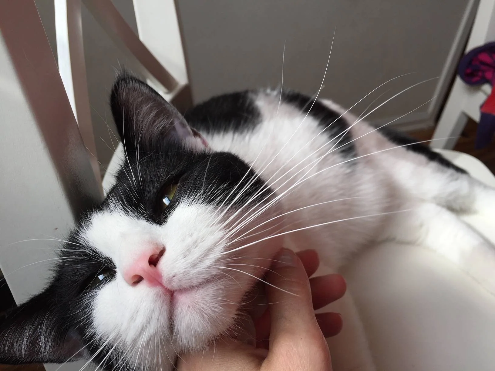 En svart og hvit katt lukker øynene mens den blir klødd under haken.