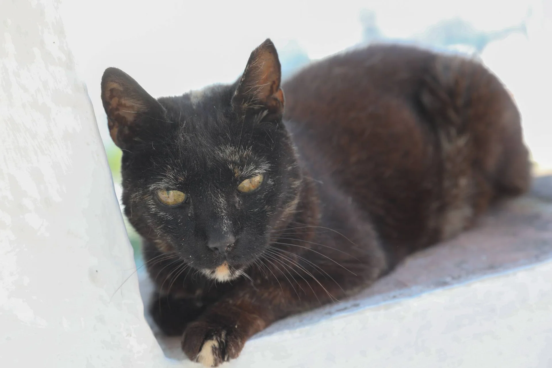 Eldre katt som ligger på en murkant og ser rett inn i kamera.