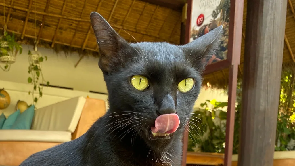 Svart katt som slikker seg om munnen.