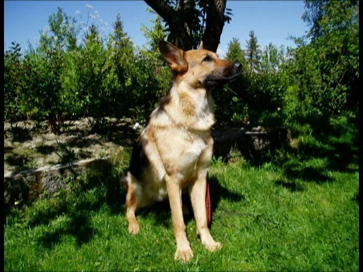 En schæferhund sitter på gresset under et tre i solskinnet.