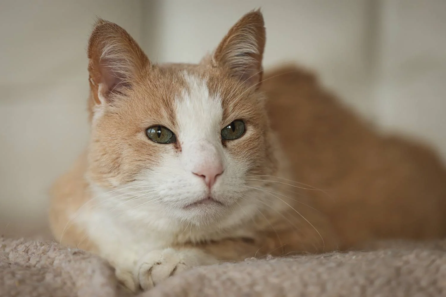 Rød og hvit katt som ligger på beige pledd.