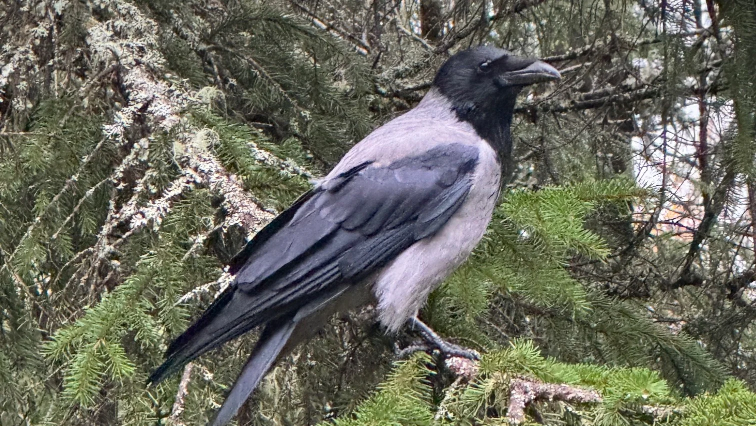 Hettekråke eller gråkråke som sitter på en grein i et grantre.