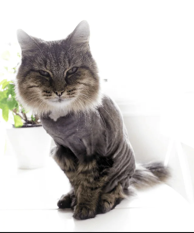 En langhåret katt med kortklipt kropp og pels bevart rundt hodet.