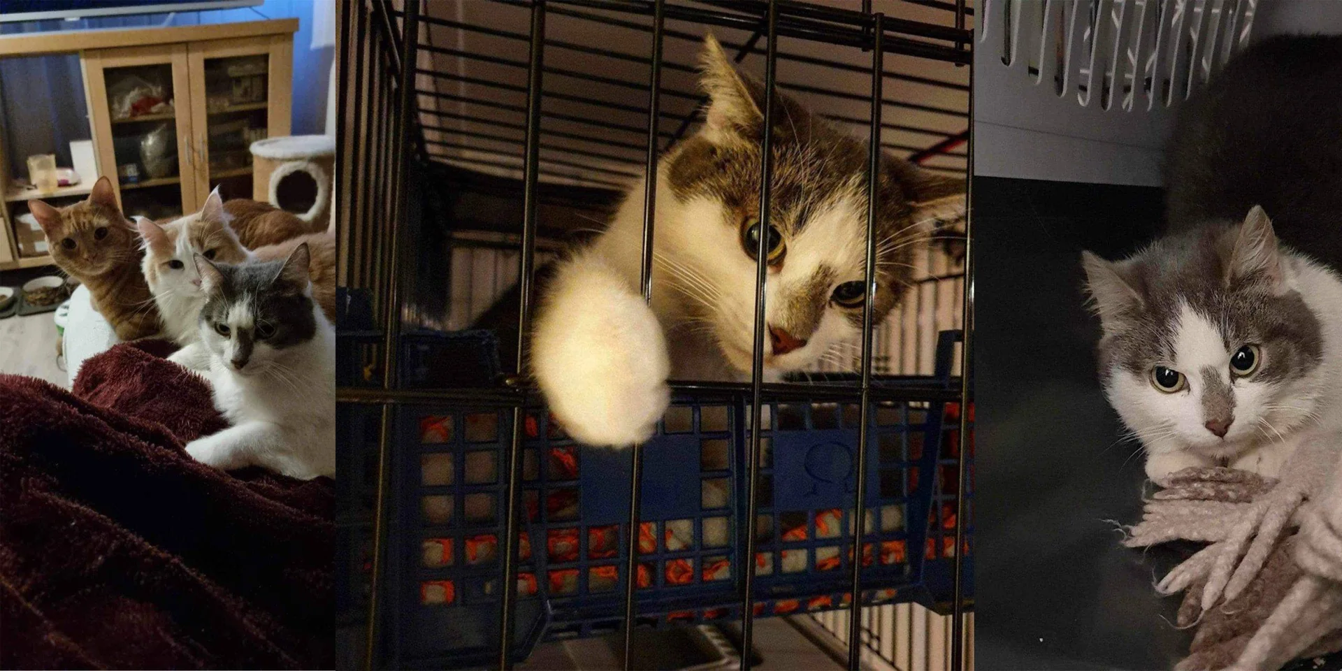 Tre bilder av den samme hvite og grå katten som er satt sammen. En der katten er redd og i bur, en der den ligger rolig i sofaen, og et der den er sammen med to andre katter.