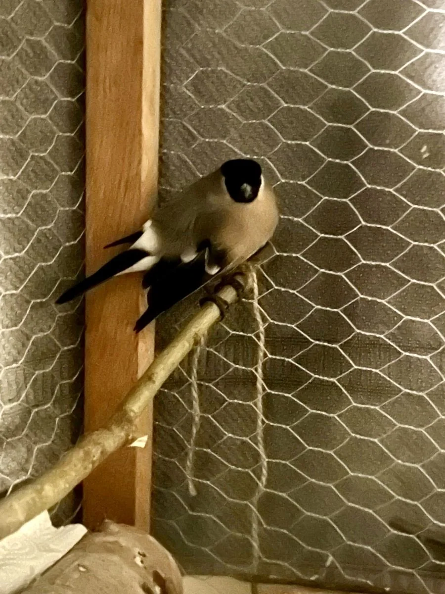 En fugl sitter på en trepinne i en innhegning med netting.