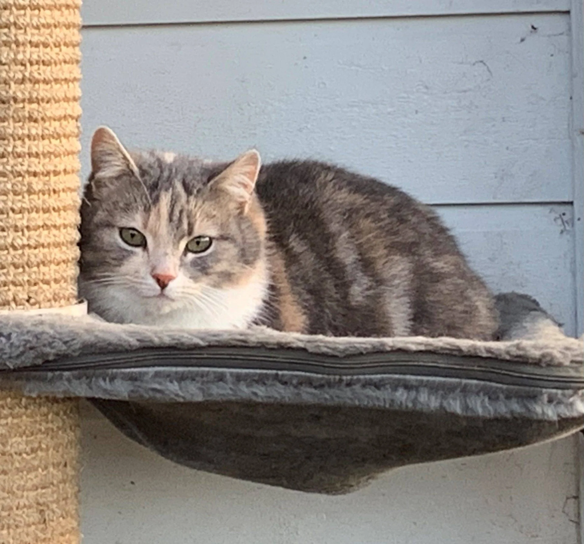 En gråstripet katt hviler på en plattform i et klorestativ.