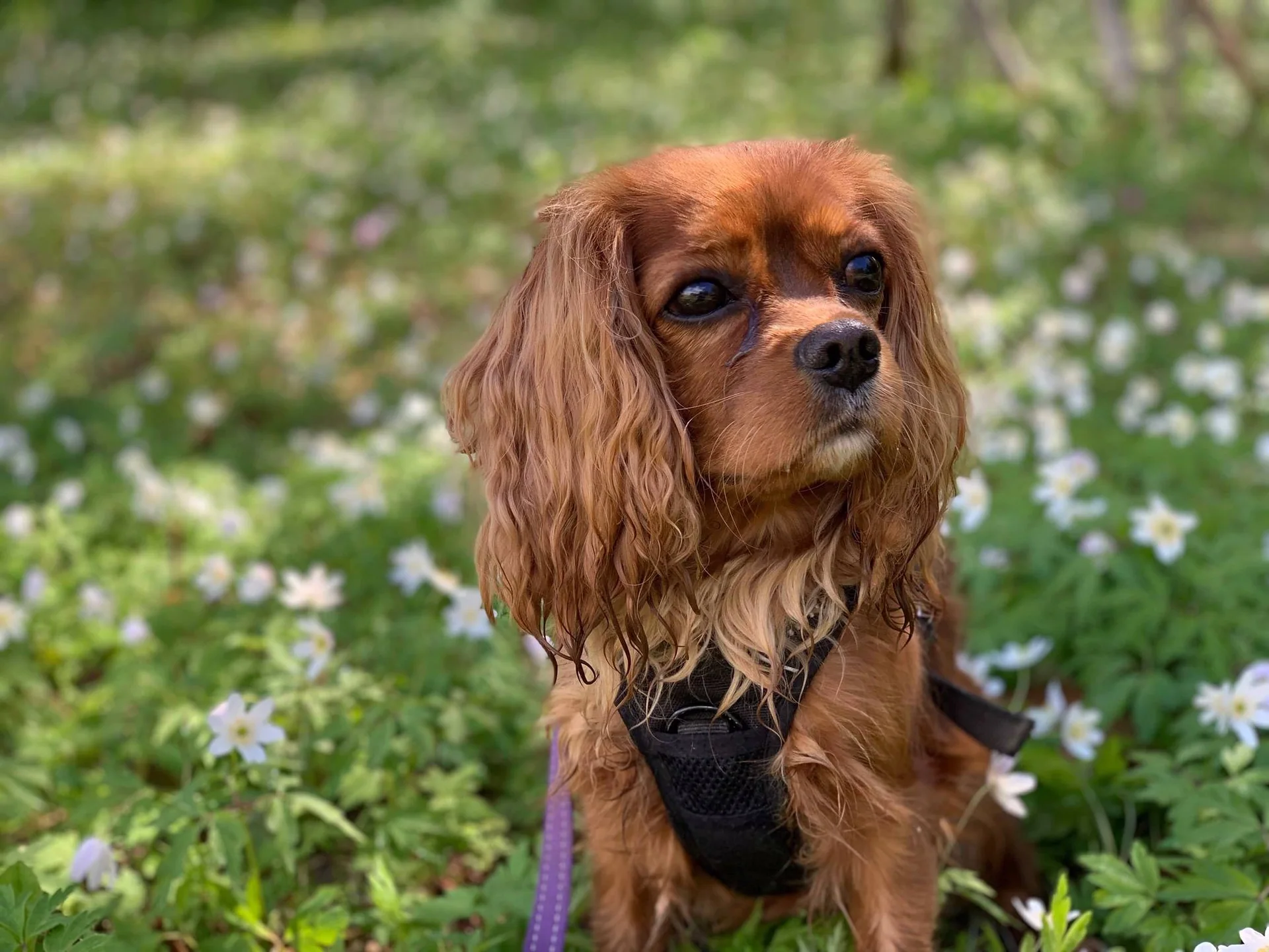 En brun hund med sele står i gresset blant hvite blomster.