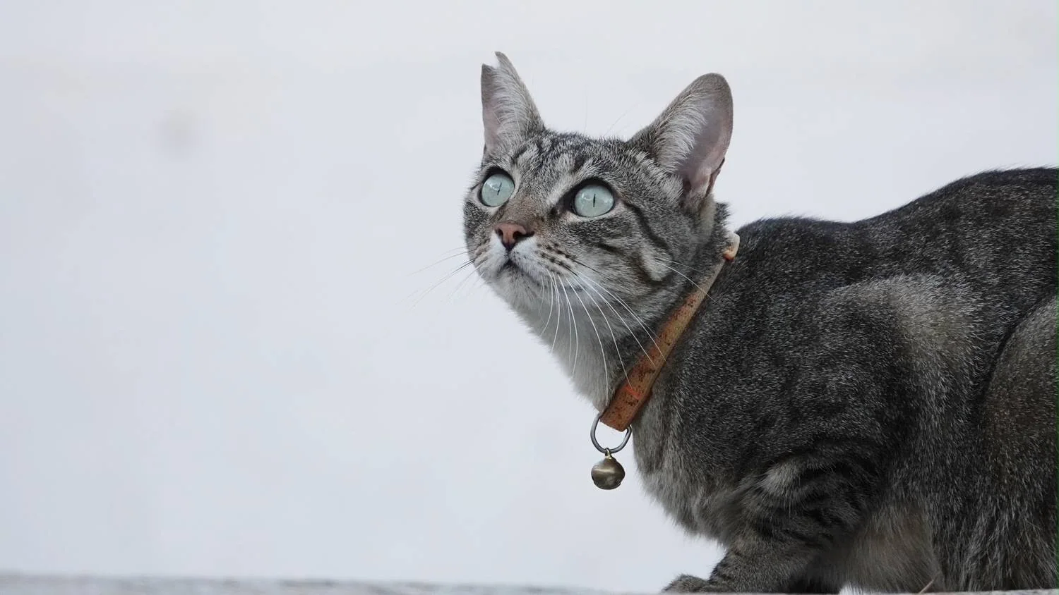 Katt som sitter på murkant og ser opp. Hvit murvegg i bakgrunnen.
