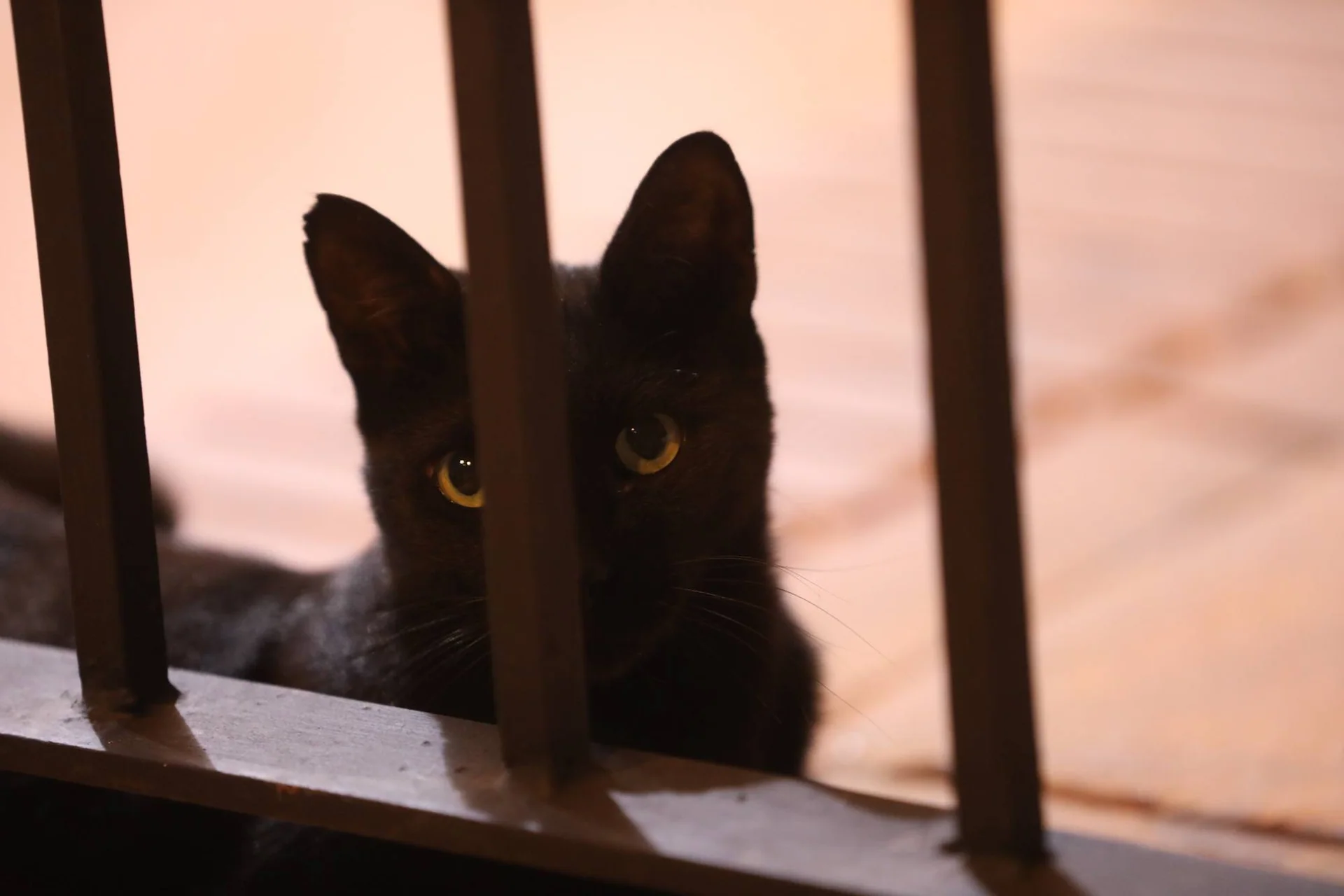 En svart katt kikker mellom spilene på en trestol.