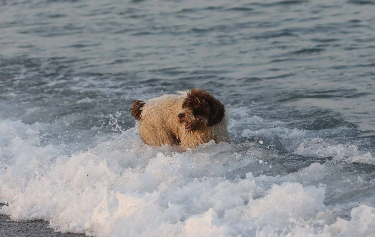 Hvit hund med brunt hode og brun hale og krøllete pels står i sjøkanten og ser inn mot land.