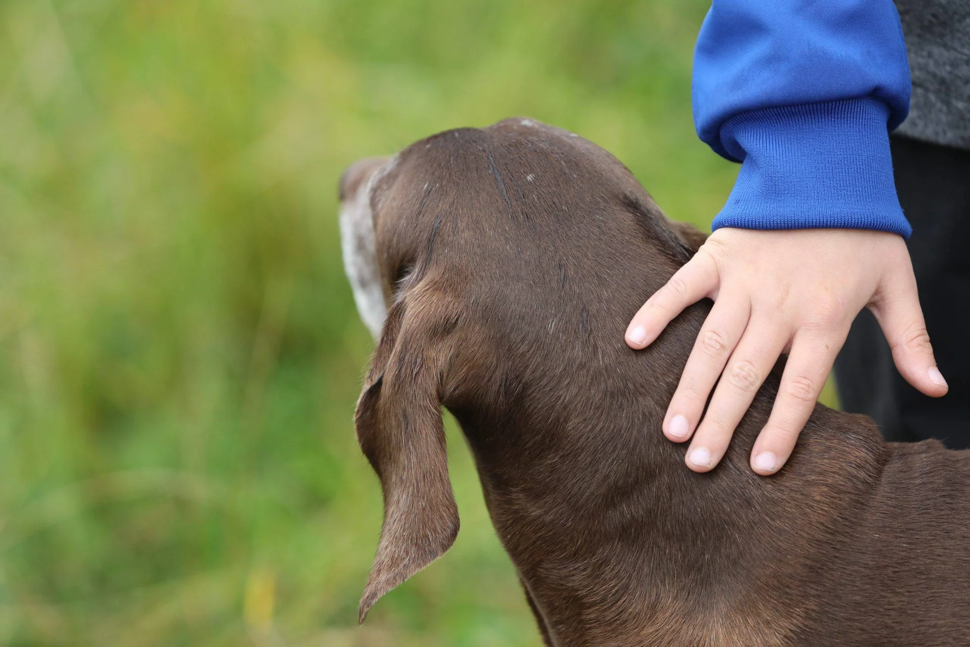 Brun hund (hodet) som vender seg bort. En barnehånd hviler på nakken dens.