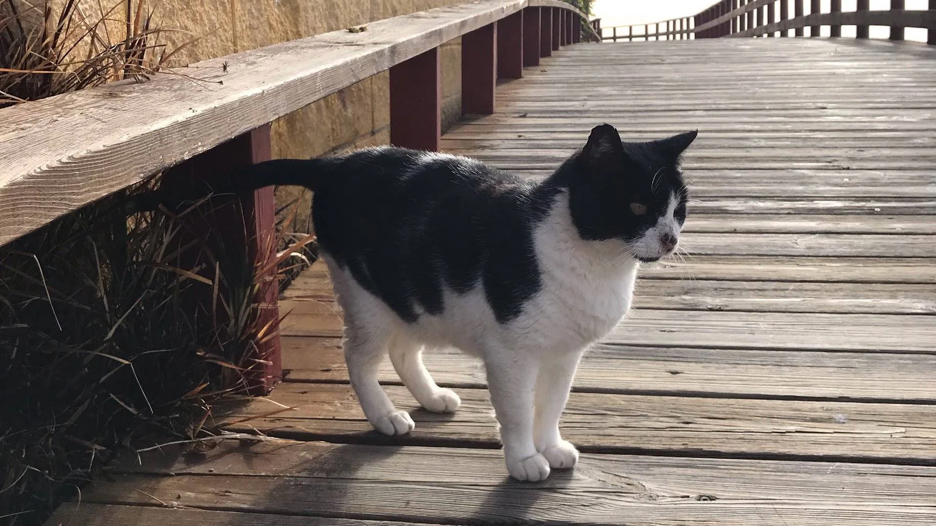En svart og hvit katt står på en trebro.