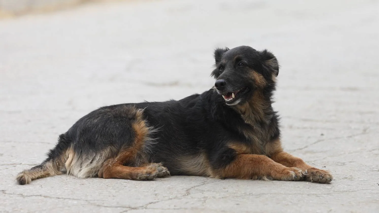 Hund som ligger på bakken og slapper av