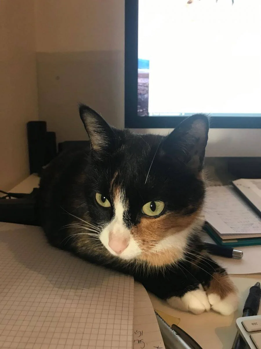En svart og hvit katt ligger på skrivebordet foran en dataskjerm.