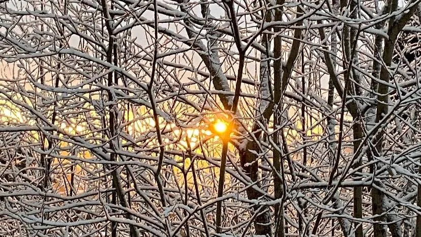 Sol som skinner gjennom et nett av snødekte, tynne greiner.