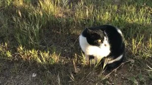 En svart og hvit katt sitter i gresset.