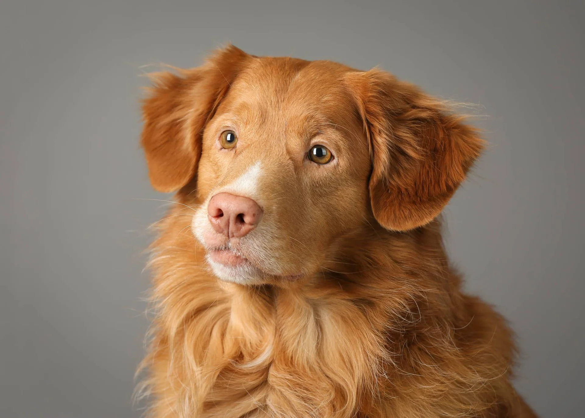 Portrett av en rødbrun hund mot grå bakgrunn.