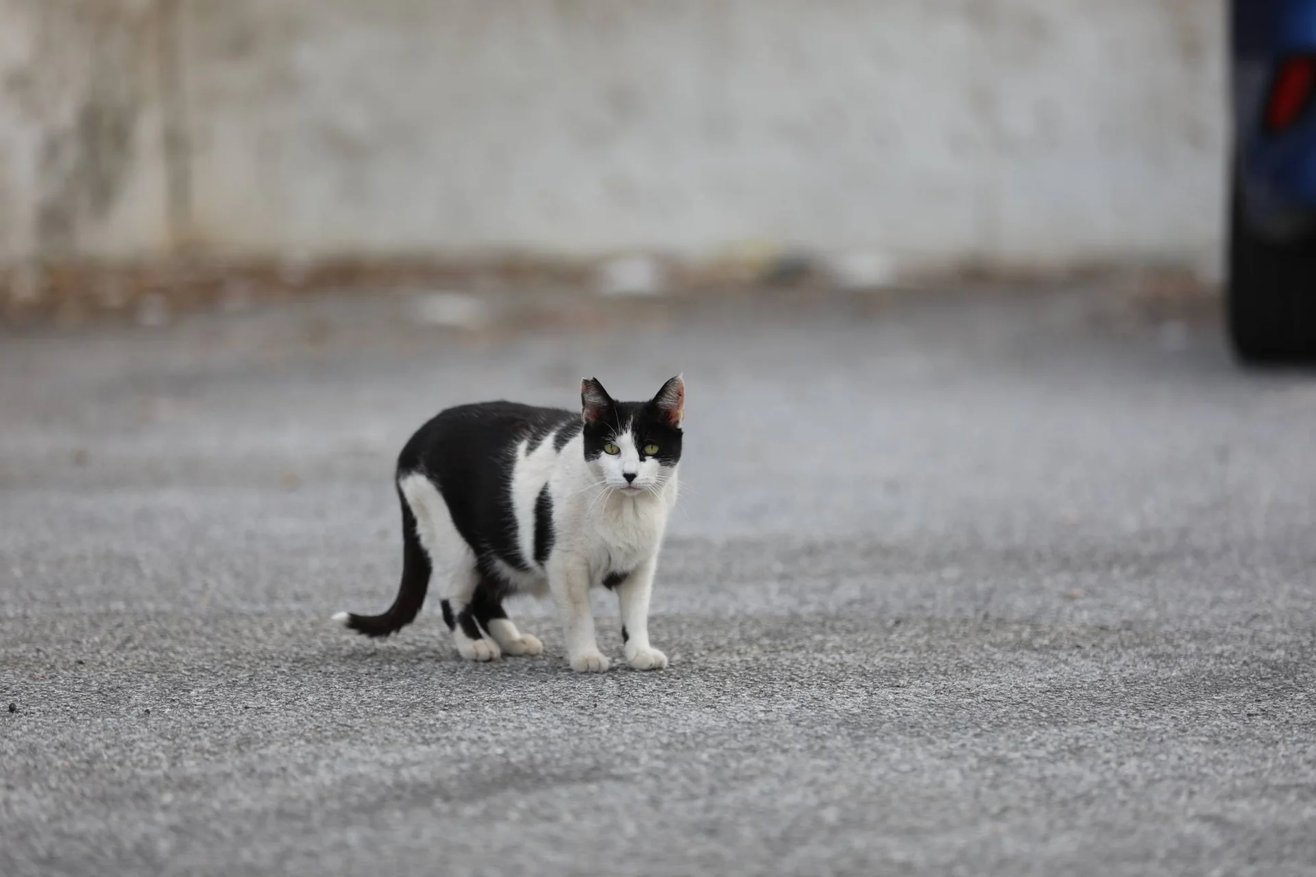 En svart og hvit katt står på en grusplass.
