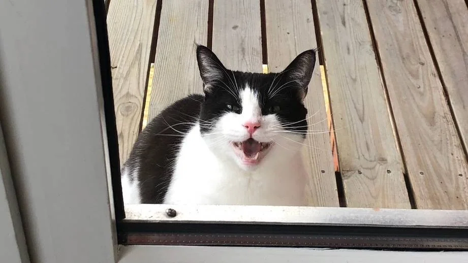 En svart og hvit katt sitter utenfor en dør med munnen åpen.