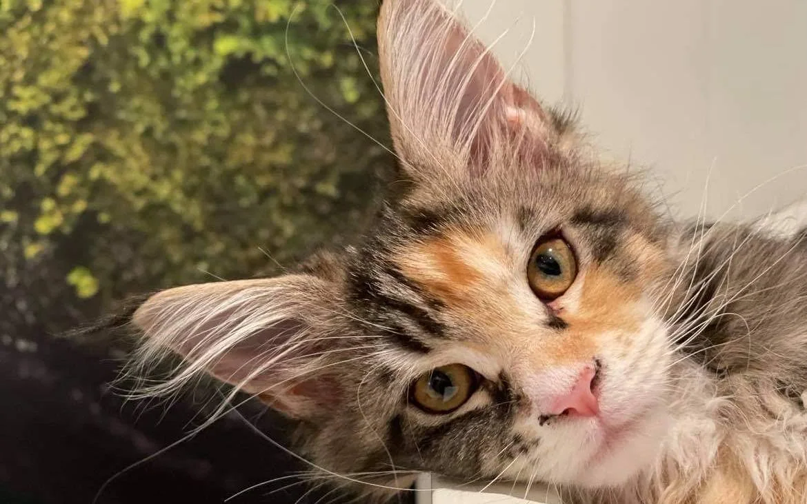 Nærbilde av skilpaddefarget katt med gule øyne.
