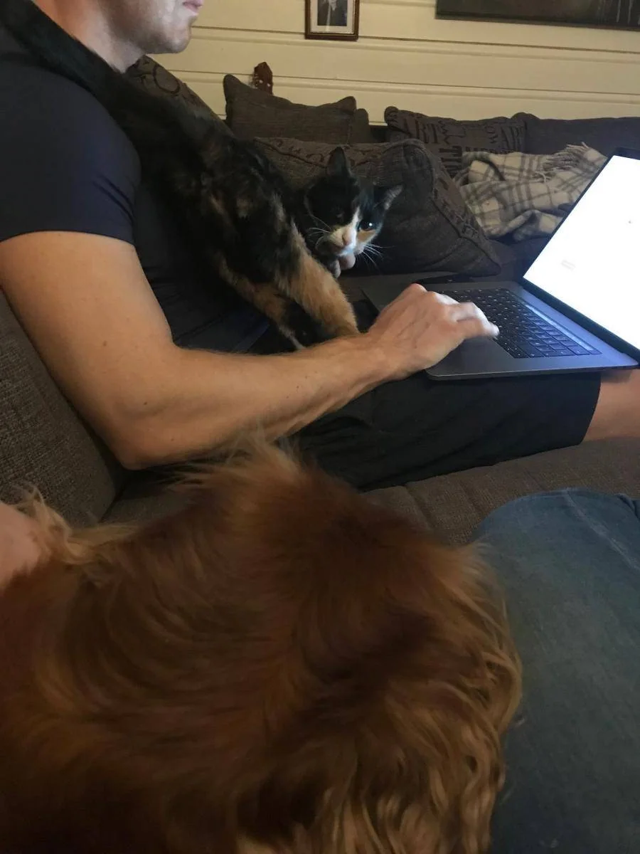 En person bruker en bærbar datamaskin med en katt i fanget og en hund ved siden av.