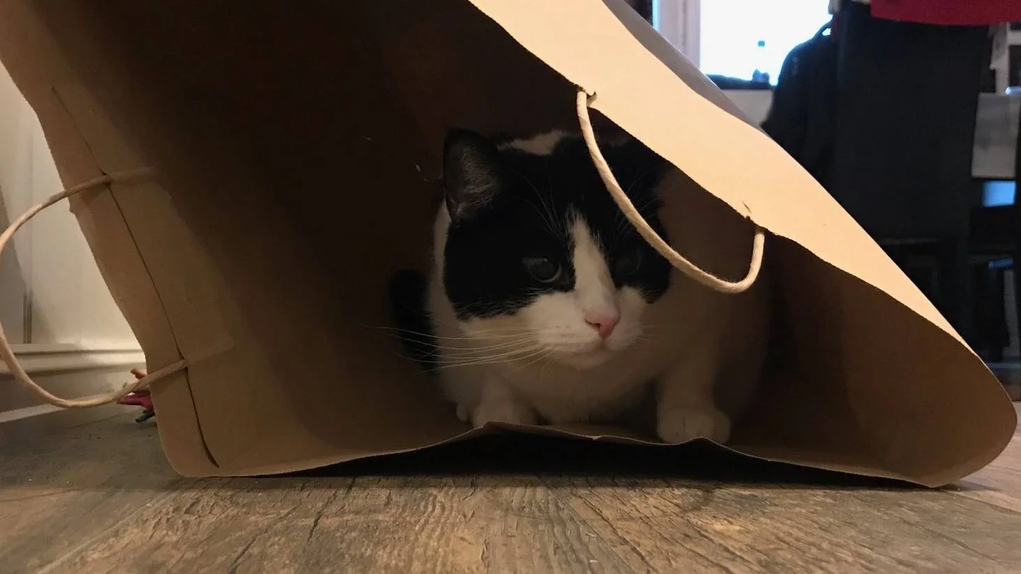 Svart og hvit katt gjemmer seg i en brun papirpose