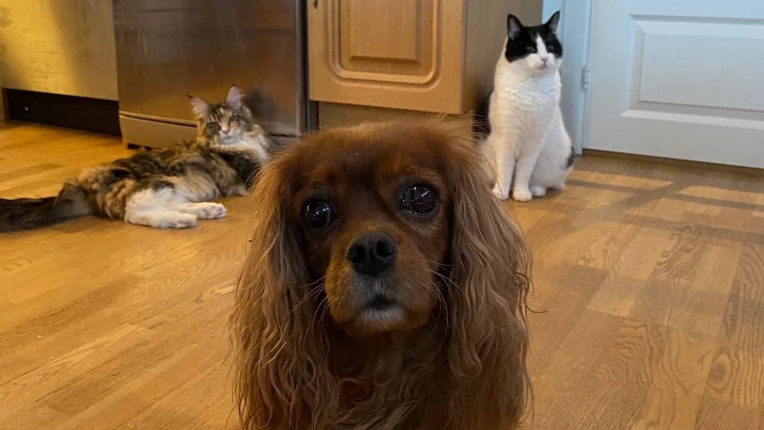 Hund og katt