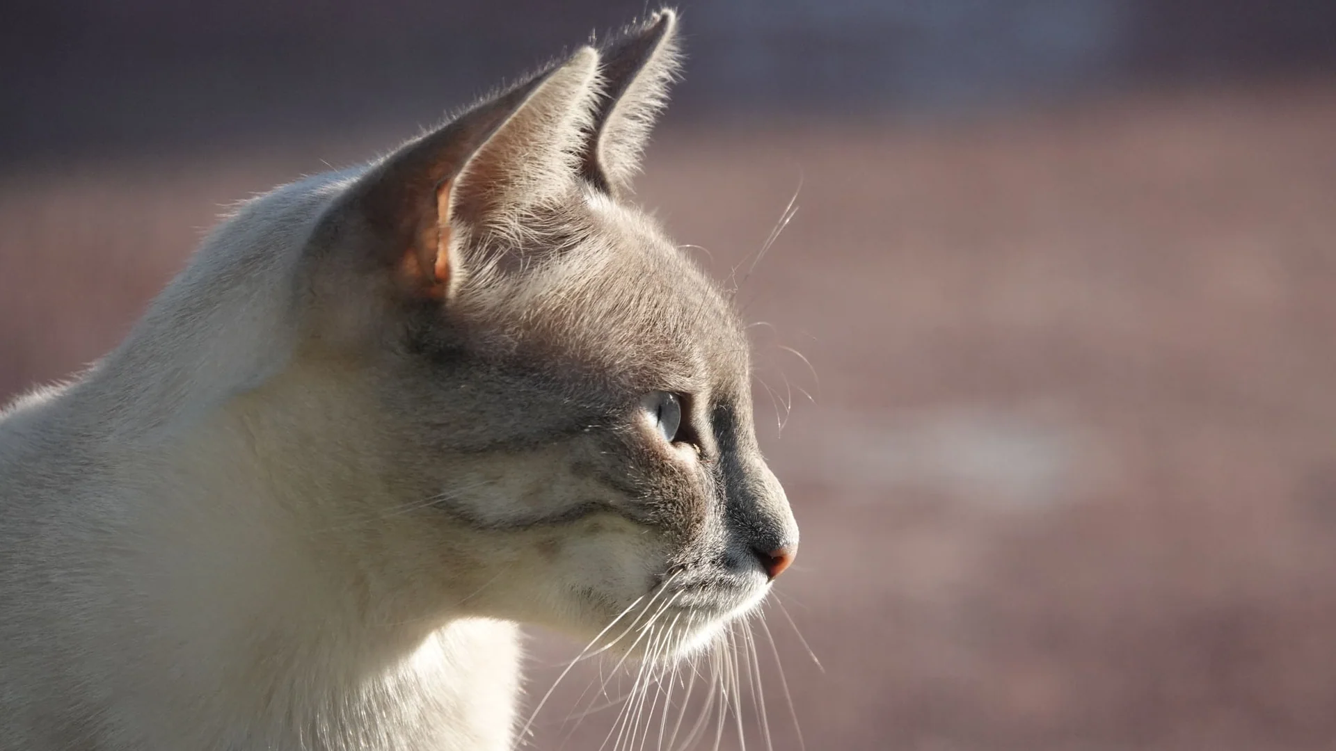 Kremfarget katt med gråbrunt hode som ser til siden.