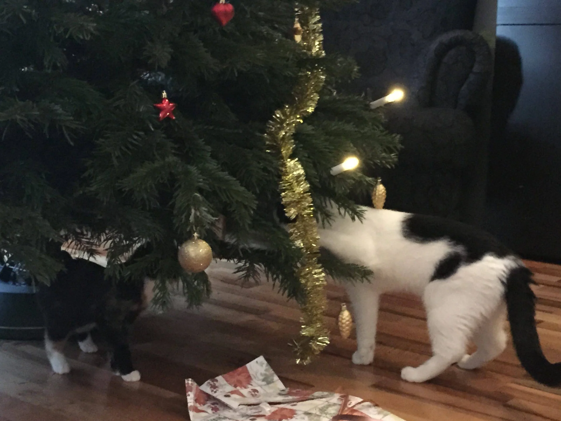 To katter undersøker grenene på et pyntet juletre.