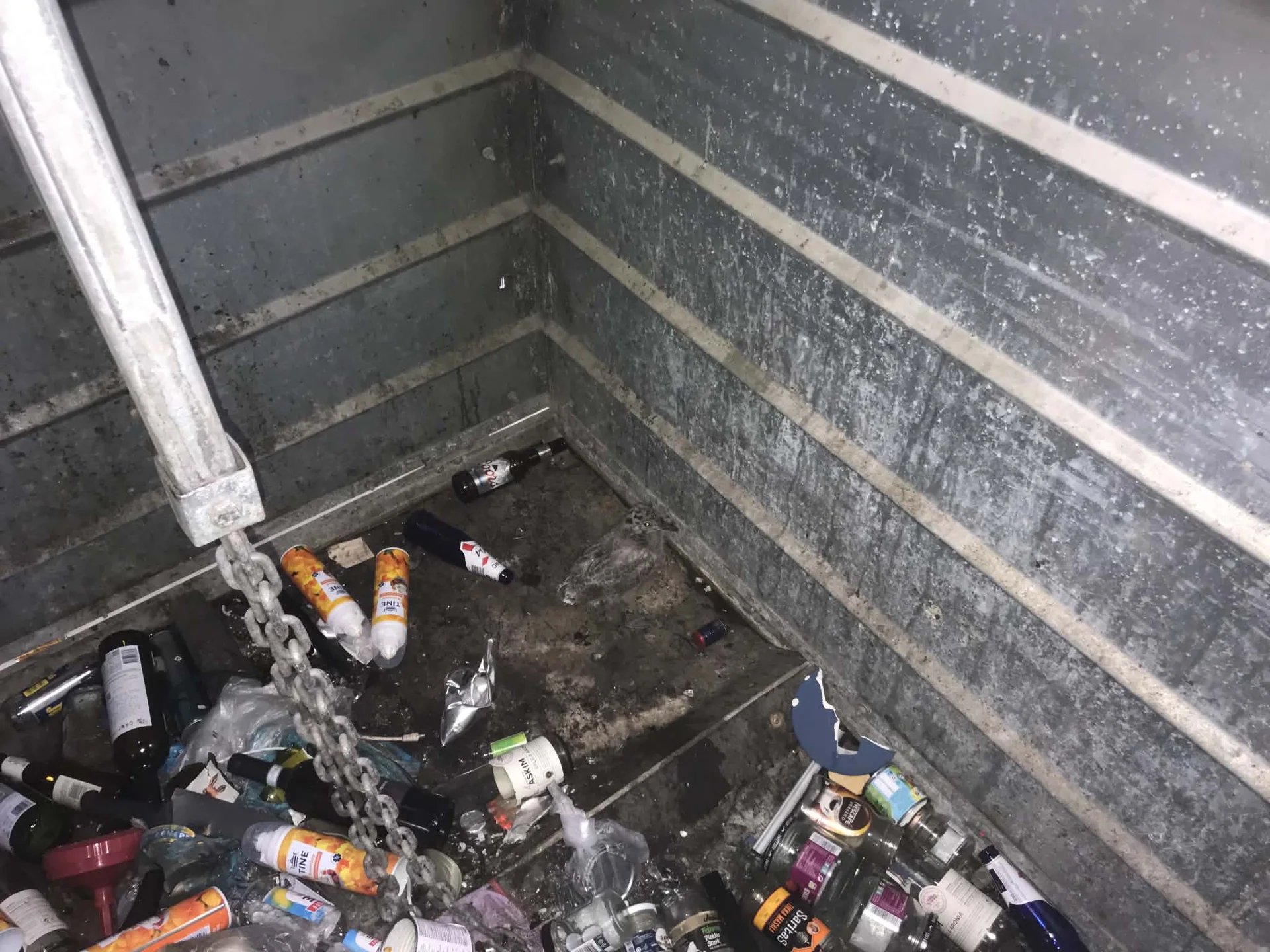 Måkeungen ligger blant metall og glassøppel på gulvet i containeren.