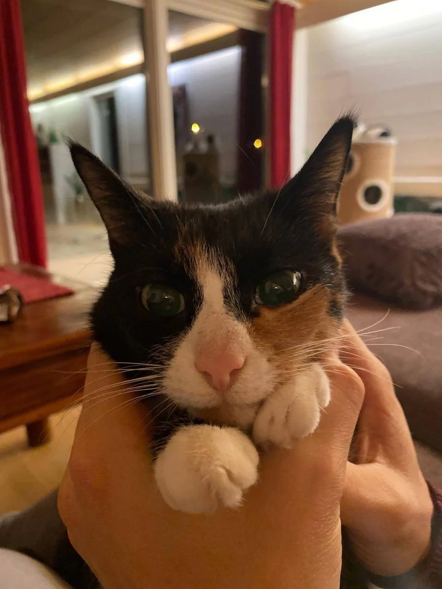 En svart og hvit katt blir holdt i armene innendørs.