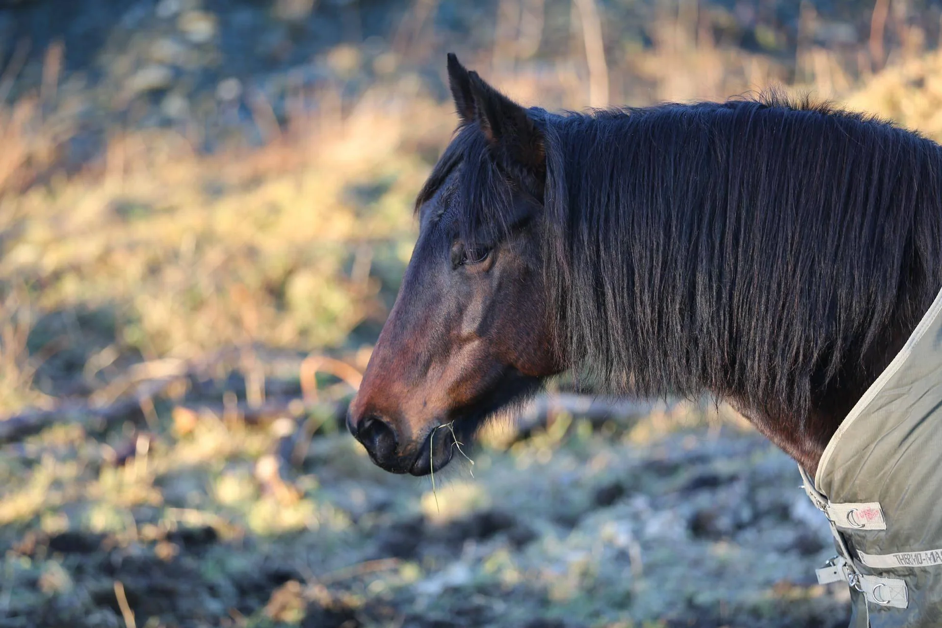 Mørkebrun hest i profil, nakken og hodet vises.