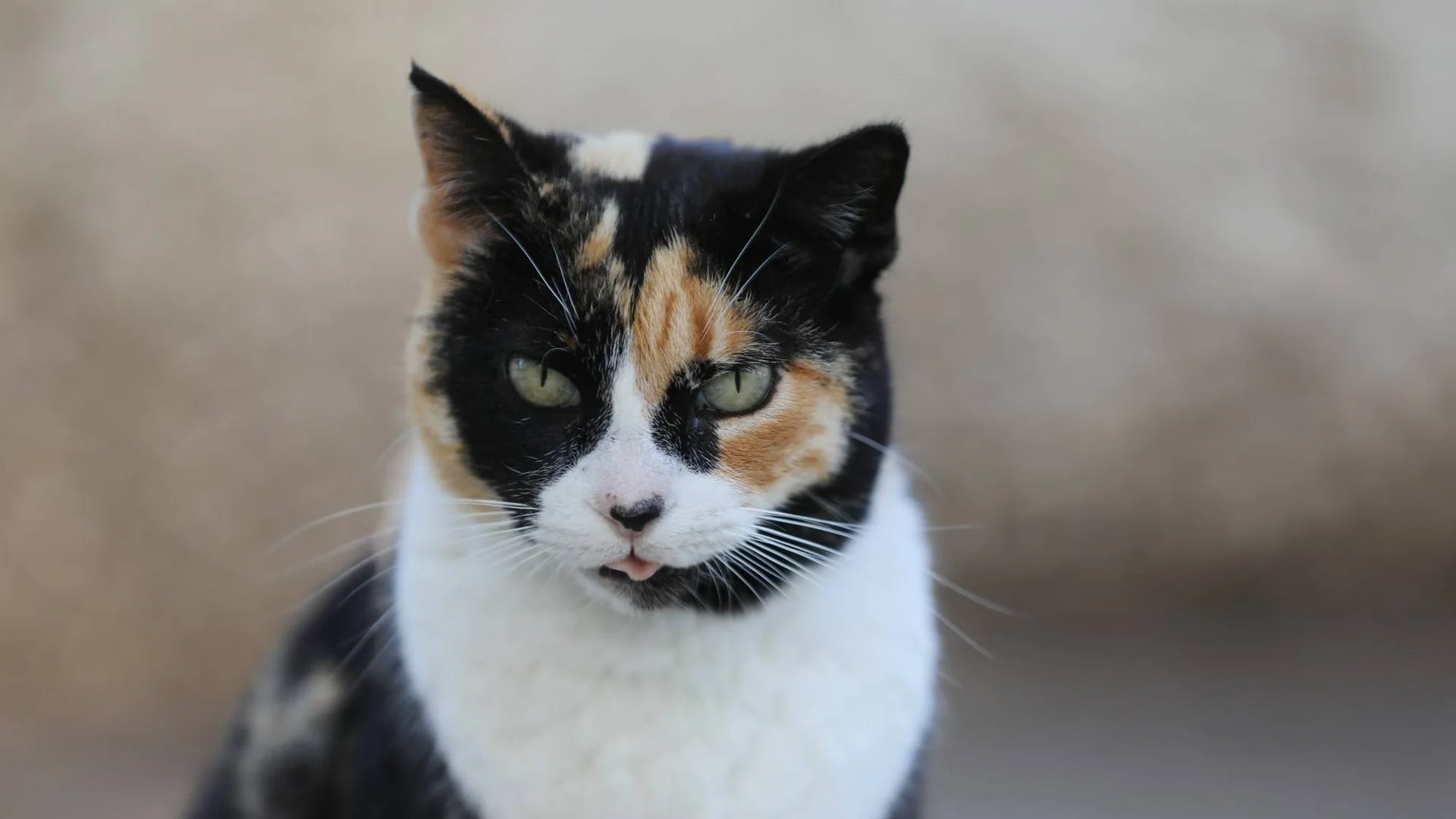 Nærbilde av en trefarget katt med hvitt bryst.