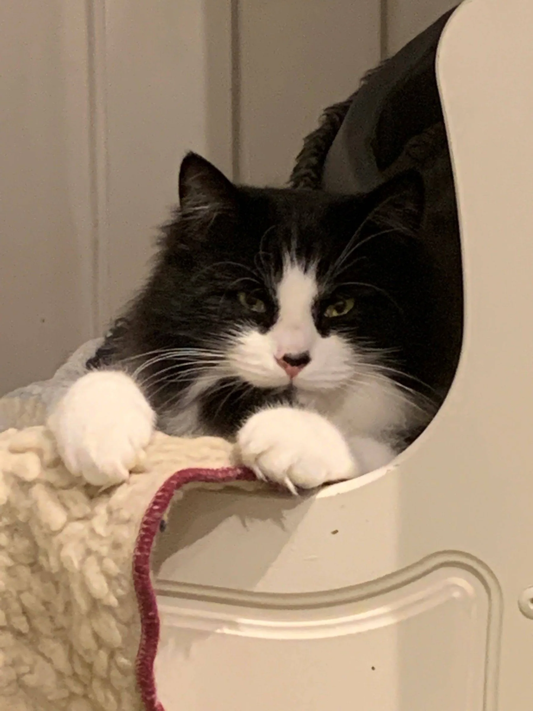 En svart og hvit katt hviler forpotene på kanten av en kurv.