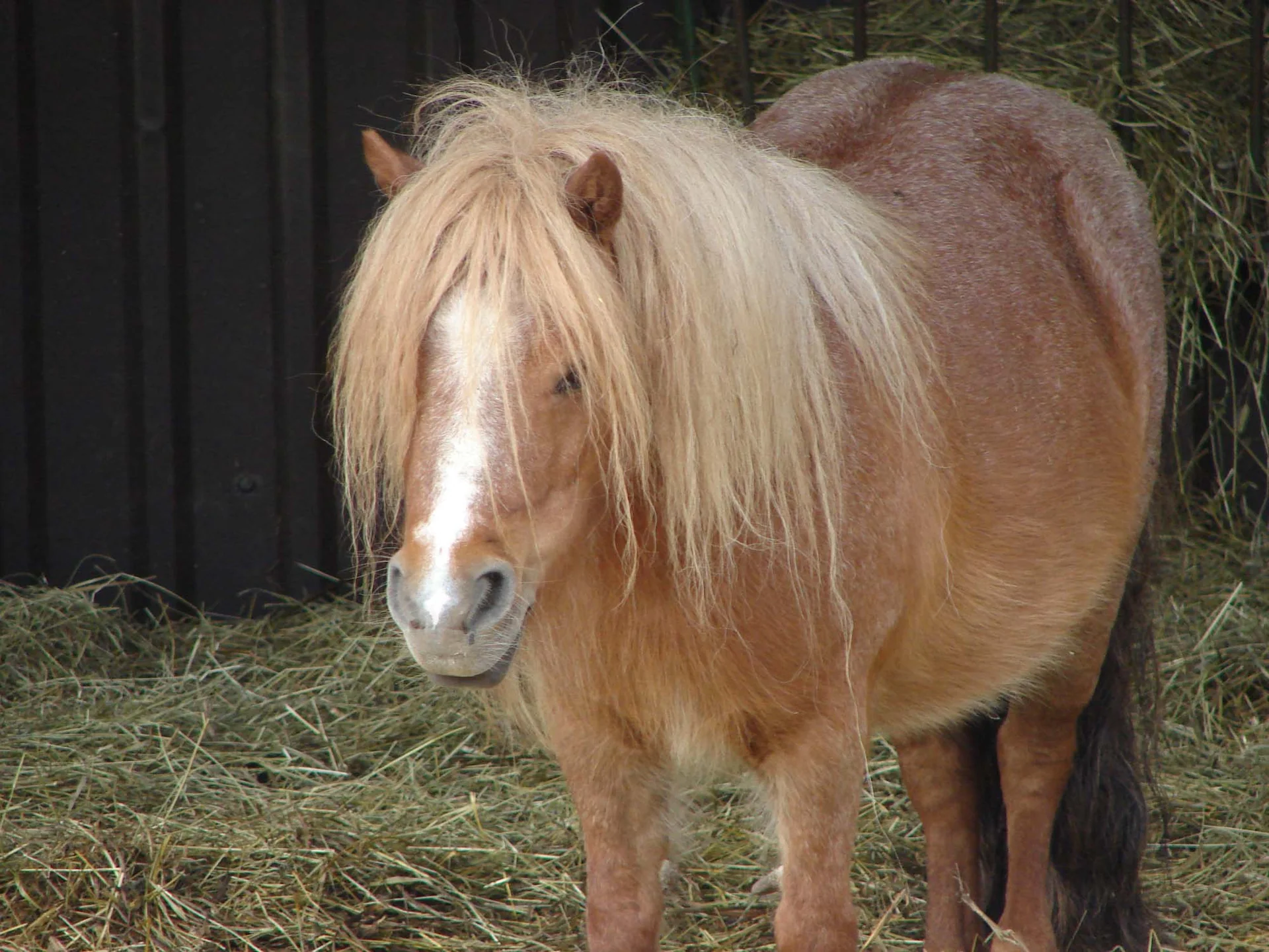 En liten, brun ponni med lys man står ved høy utenfor en bygning.