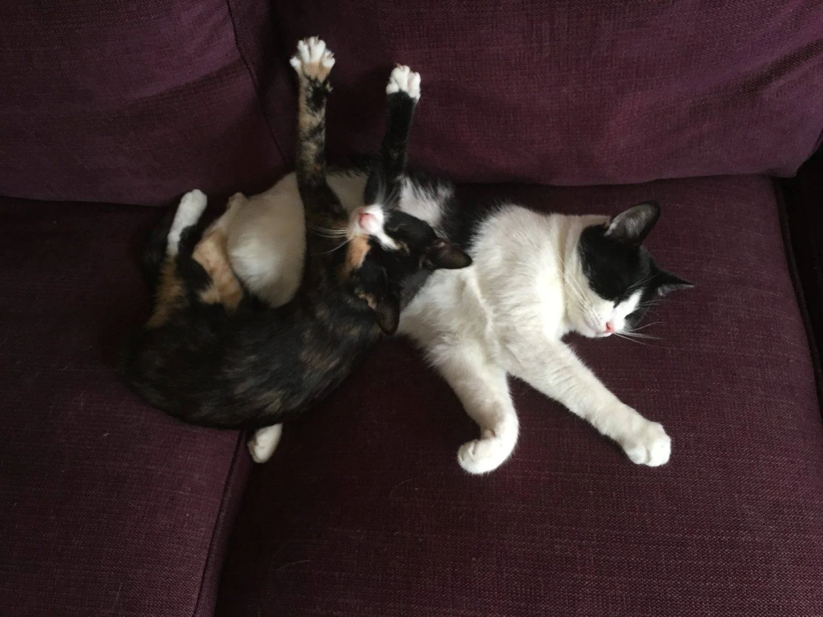 To katter ligger sammen i en sofa, den ene med potene i været.
